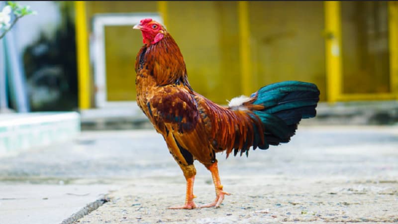 Cách nuôi gà đá có lực - Nghệ thuật chăm chiến kê dũng mãnh